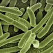 gut-bacteria