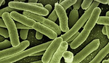 gut-bacteria