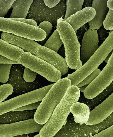 gut-bacteria